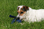Jack Russell Terrier in the meadow