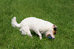 playing Jack Russell Terrier