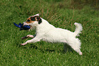 playing Jack Russell Terrier