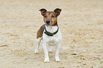 standing Jack Russell Terrier