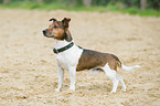 standing Jack Russell Terrier