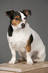 sitting Jack Russell Terrier