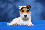 lying Jack Russell Terrier