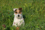 sitting Jack Russell Terrier