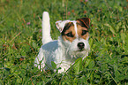 Jack Russell Terrier