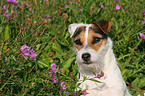 Jack Russell Terrier Portrait
