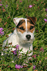 Jack Russell Terrier Portrait