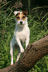 standing Jack Russell Terrier