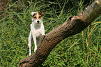 standing Jack Russell Terrier