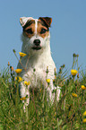 sitting Jack Russell Terrier
