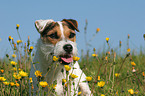 Jack Russell Terrier Portrait