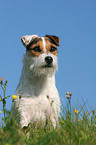 sitting Jack Russell Terrier
