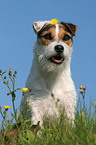 sitting Jack Russell Terrier