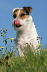 sitting Jack Russell Terrier