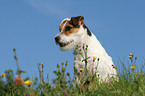 sitting Jack Russell Terrier