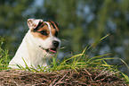 Jack Russell Terrier Portrait