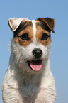Jack Russell Terrier Portrait