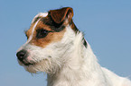 Jack Russell Terrier Portrait