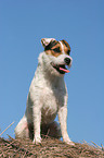sitting Jack Russell Terrier