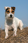 lying Jack Russell Terrier