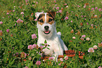 lying Jack Russell Terrier