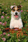 Jack Russell Terrier Portrait