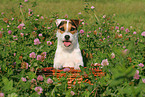 Jack Russell Terrier Portrait