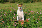 Jack Russell Terrier in summer