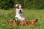 Jack Russell Terrier Portrait