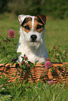 Jack Russell Terrier Portrait