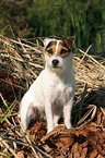 sitting Jack Russell Terrier