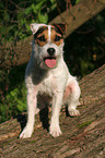 sitting Jack Russell Terrier