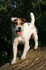 standing Jack Russell Terrier