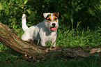 standing Jack Russell Terrier
