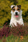 Jack Russell Terrier Portrait