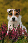 Jack Russell Terrier Portrait