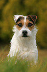 Jack Russell Terrier Portrait