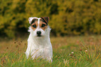 sitting Jack Russell Terrier