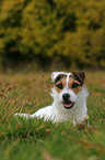 lying Jack Russell Terrier
