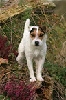 standing Jack Russell Terrier