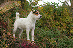 standing Jack Russell Terrier