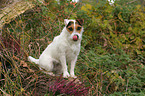sitting Jack Russell Terrier