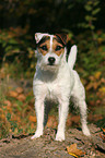 standing Jack Russell Terrier