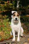 sitting Jack Russell Terrier