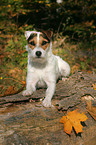 lying Jack Russell Terrier