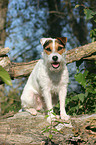 sitting Jack Russell Terrier