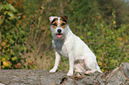 sitting Jack Russell Terrier