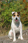 sitting Jack Russell Terrier