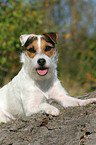 lying Jack Russell Terrier