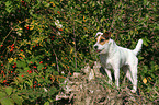 standing Jack Russell Terrier